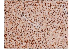 ABIN6267502 at 1/200 staining Mouse liver tissue sections by IHC-P.