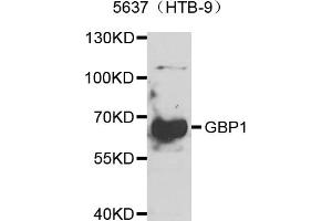 Western blot analysis of extracts of 5637(HTB-9) cells, using GBP1 antibody. (GBP1 anticorps)