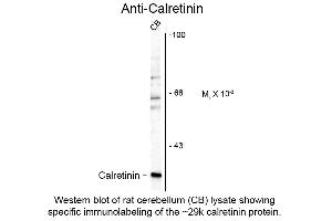Western Blot of Anti-Calretinin (Sheep) Antibody - 200-601-D13 Western Blot of Anti-Calretinin (Sheep) Antibody.