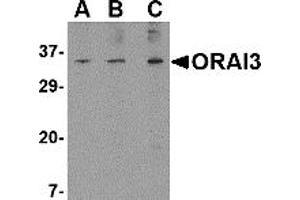 Western Blotting (WB) image for anti-ORAI Calcium Release-Activated Calcium Modulator 3 (ORAI3) (N-Term) antibody (ABIN1031497) (ORAI3 anticorps  (N-Term))