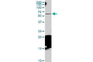 RAB11FIP5 MaxPab polyclonal antibody.