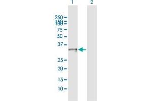 Western Blot analysis of CRHBP expression in transfected 293T cell line by CRHBP MaxPab polyclonal antibody.