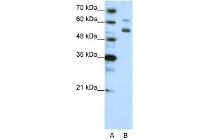 WDR4 antibody used at 1. (WDR4 anticorps  (C-Term))