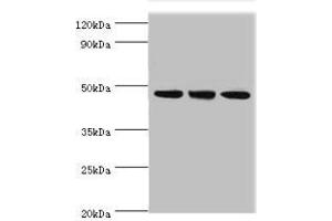 Western blot All lanes: PELI1 antibody at 7 μg/mL Lane 1: HL60 whole cell lysate Lane 2: Mouse liver tissue Lane 3: THP-1 whole cell lysate Secondary Goat polyclonal to rabbit IgG at 1/10000 dilution Predicted band size: 46 kDa Observed band size: 46 kDa (Pellino 1 anticorps  (AA 1-250))