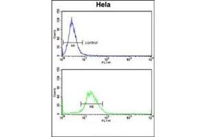 Flow cytometry analysis of Hela cells using EXT2 Antibody (Center) Cat. (EXT2 anticorps  (Middle Region))