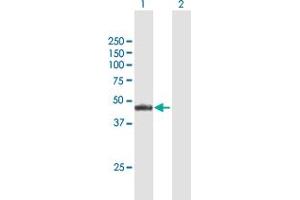 Western Blot analysis of NR2E3 expression in transfected 293T cell line by NR2E3 MaxPab polyclonal antibody. (NR2E3 anticorps  (AA 1-410))