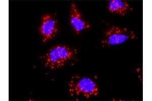 Proximity Ligation Analysis of protein-protein interactions between EGFR and HSPA1B. (HSPA1B anticorps  (AA 531-611))
