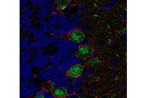 Indirect immunolabeling of PFA fixed, paraffin embedded mouse cerebellum with rabbit anti-GAT 1 (dilution 1 : 500; red) and chicken anti-calbindin (cat.