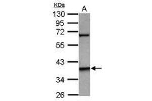 Image no. 1 for anti-LIM Homeobox 5 (LHX5) (Internal Region) antibody (ABIN1496073)
