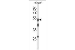 Western blot analysis of A1BG Antibody in mouse heart tissue lysates (35ug/lane) (A1BG anticorps  (AA 225-254))