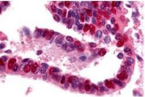 Image no. 1 for anti-Ubiquitin-Like Modifier Activating Enzyme 1 (UBA1) antibody (ABIN226628) (UBA1 anticorps)