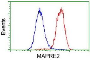 Image no. 2 for anti-Microtubule-Associated Protein, RP/EB Family, Member 2 (MAPRE2) antibody (ABIN1499315) (MAPRE2 anticorps)