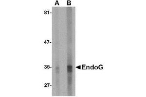 Image no. 1 for anti-Endonuclease G (ENDOG) (AA 76-170) antibody (ABIN1491666) (Endonuclease G anticorps  (AA 76-170))