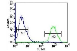 anti-HOP Homeobox (HOPX) (AA 39-67) antibody