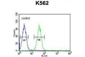Flow cytometric analysis of K562 cells (right histogram) compared to a negative control cell (left histogram) using EFHC2  Antibody (N-term), followed by FITC-conjugated goat-anti-rabbit secondary antibodies. (EFHC2 anticorps  (N-Term))