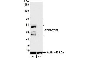 Western Blotting (WB) image for anti-Transcription Factor 7 (T-Cell Specific, HMG-Box) (TCF7) (AA 200-250) antibody (ABIN7449420) (Recombinant TCF7 anticorps  (AA 200-250))
