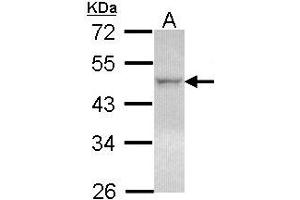 Western Blotting (WB) image for anti-Nuclear Receptor Subfamily 1, Group H, Member 2 (NR1H2) (AA 162-325) antibody (ABIN467613) (NR1H2 anticorps  (AA 162-325))