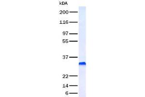 Validation with Western Blot (PDGFB Protein (Transcript Variant 1))