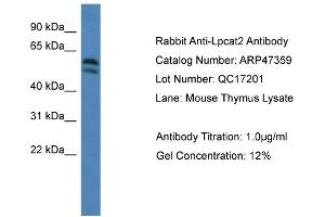Western Blotting (WB) image for anti-Lysophosphatidylcholine Acyltransferase 2 (LPCAT2) (C-Term) antibody (ABIN2782921)