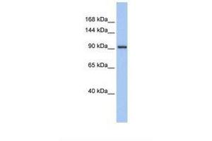 Image no. 1 for anti-Zinc Finger Protein 295 (ZNF295) (AA 38-87) antibody (ABIN6737690) (ZNF295 anticorps  (AA 38-87))
