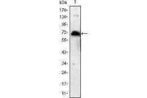 Western blot analysis using KLHL1 mAb against human KLHL1 (AA: 202-506) recombinant protein. (KLHL1 anticorps)