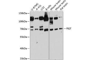 Western blot analysis of extracts of various cell lines, using PIGT antibody (ABIN6129764, ABIN6145621, ABIN6145622 and ABIN6215696) at 1:3000 dilution. (PIGT anticorps  (AA 260-460))