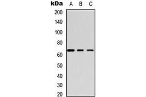 Western blot analysis of GABRB1 (pS434) expression in HeLa (A), mouse brain (B), rat brain (C) whole cell lysates. (GABRB1 anticorps  (C-Term, pSer434))