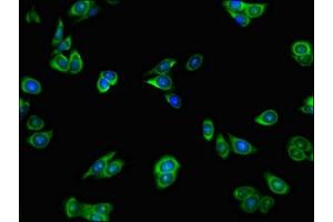 Immunofluorescent analysis of HepG2 cells using ABIN7155128 at dilution of 1:100 and Alexa Fluor 488-congugated AffiniPure Goat Anti-Rabbit IgG(H+L)