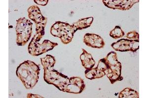 IHC image of ABIN7170935 diluted at 1:300 and staining in paraffin-embedded human placenta tissue performed on a Leica BondTM system.