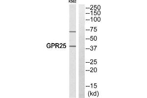 Western Blotting (WB) image for anti-G Protein-Coupled Receptor 25 (GPR25) (Internal Region) antibody (ABIN1853032) (GPR25 anticorps  (Internal Region))
