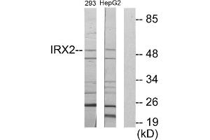 Western blot analysis of extracts from 293 cells and HepG2 cells, using IRX2 antibody. (IRX2 anticorps  (Internal Region))