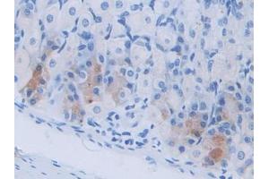 DAB staining on IHC-P; Samples: Mouse Stomach Tissue (Cholecystokinin anticorps  (AA 1-115))