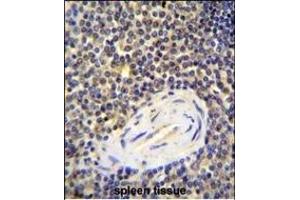 AC Antibody (N-term) 1134a immunohistochemistry analysis in formalin fixed and paraffin embedded human spleen tissue followed by peroxidase conjugation of the secondary antibody and DAB staining. (ACAP1 anticorps  (N-Term))
