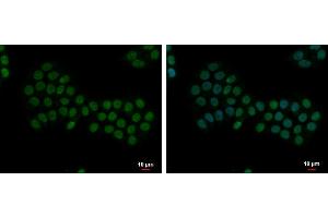 ICC/IF Image Apoptosis-enhancing nuclease antibody [C2C3], C-term detects Apoptosis-enhancing nuclease protein at nucleus by immunofluorescent analysis. (AEN anticorps  (C-Term))