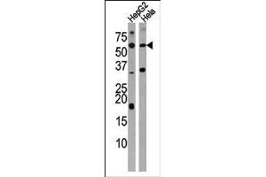 Western blot analysis of anti-ACVR1C Antibody (N-term) in HepG2 and Hela cell line lysate (35ug/lane). (ACVR1C/ALK7 anticorps  (N-Term))
