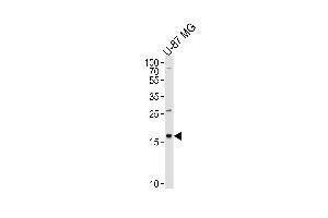 Western blot analysis of lysate from U-87 MG cell line, using CXCL2 Antibody at 1:1000 at each lane. (CXCL2 anticorps  (C-Term))