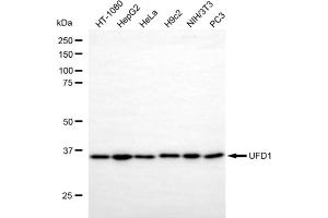 anti-Ubiquitin Fusion Degradation Protein 1 Homolog (UFD1L) antibody