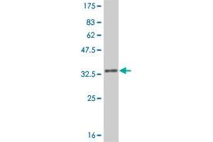 Western Blot detection against Immunogen (31.