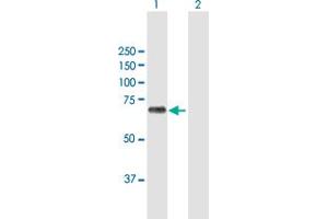 Western Blot analysis of BIRC3 expression in transfected 293T cell line by BIRC3 MaxPab polyclonal antibody.