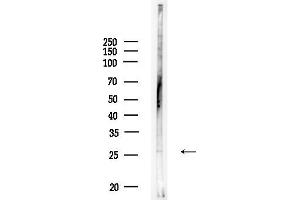 anti-Claudin 23 (CLDN23) (Internal Region) antibody