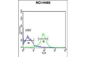 FKBP14 Antibody (N-term) (ABIN390491 and ABIN2840850) flow cytometric analysis of NCI- cells (right histogram) compared to a negative control cell (left histogram). (FKBP14 anticorps  (N-Term))