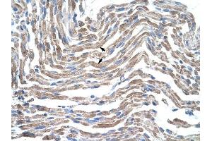 Claudin 11 antibody was used for immunohistochemistry at a concentration of 4-8 ug/ml to stain Skeletal muscle cells (arrows) in Human Muscle. (Claudin 11 anticorps)