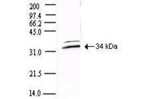 Western blot using  Protein A Purified anti-SARS CoV 3CL Protease antibody shows detection of a 34-kDa band corresponding to the protein.