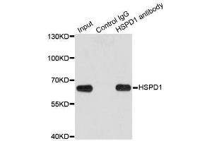 Immunoprecipitation analysis of 200ug extracts of HeLa cells using 1ug HSPD1 antibody.