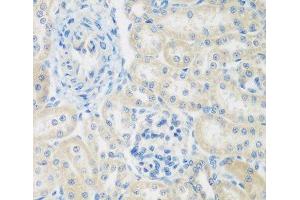 Immunohistochemistry of paraffin-embedded Rat kidney using ENPEP Polyclonal Antibody at dilution of 1:200 (40x lens).
