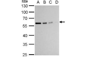 WB Image Vimentin antibody detects Vimentin protein by western blot analysis. (Vimentin anticorps)