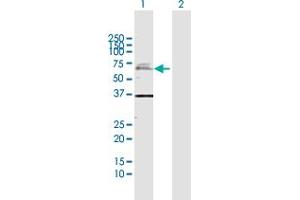 Western Blot analysis of USP2 expression in transfected 293T cell line by USP2 MaxPab polyclonal antibody. (USP2 anticorps  (AA 1-605))