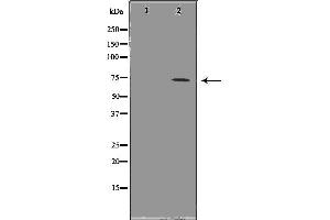 Western blot analysis of Hela whole cell lysates, using HSPA1L Antibody. (HSPA1L anticorps  (Internal Region))