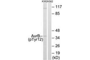 Western blot analysis of extracts from K562 cells, using AurB (Phospho-Tyr12) Antibody. (Aurora Kinase B anticorps  (pTyr12))