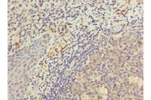 Immunohistochemistry of paraffin-embedded human tonsil tissue using ABIN7157532 at dilution of 1:100